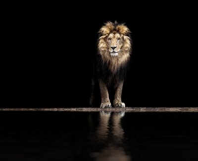 Mooie leeuw bij een drinkplaats op zwarte achtergrond