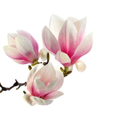Mooie magnolia's op een witte achtergrond