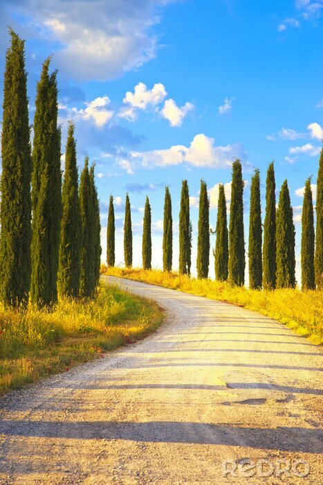 Poster Mooie met bomen omzoomde laan in Toscane