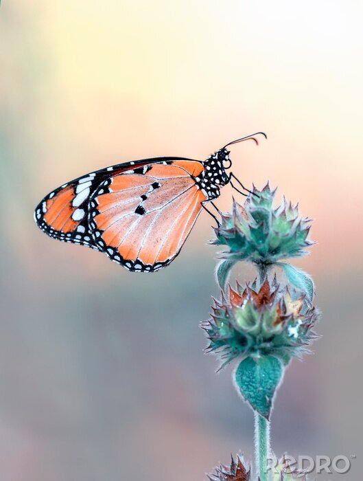Poster Mooie oranje vlinder op een bloem