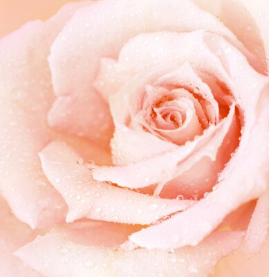 Poster Mooie roos met waterdruppels