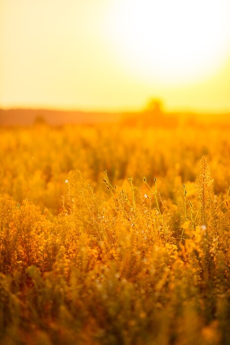Poster Mooie scène met wild gras zwaaien op een zonsondergang.