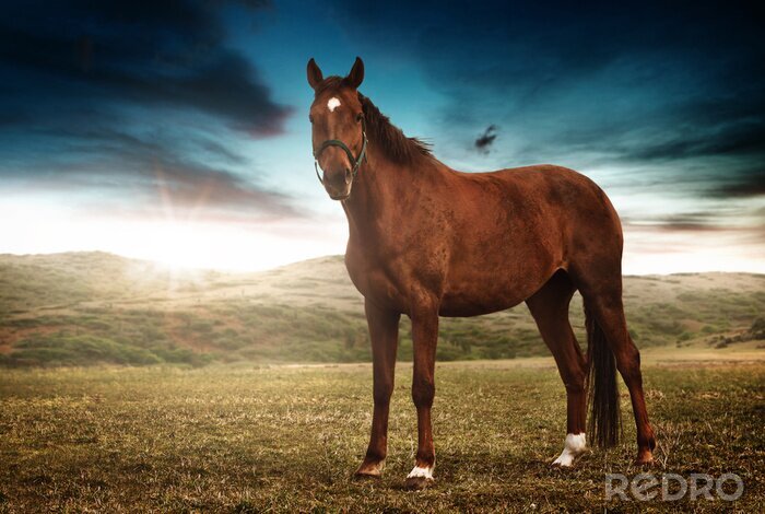 Poster Mooie sterke elegant paard staande op een veld