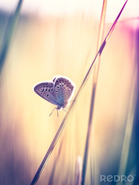 Poster Mot op een grasspriet