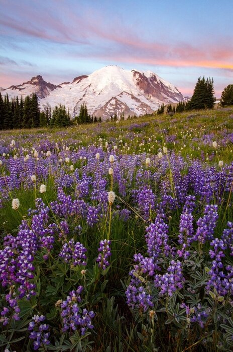 Poster Mount Rainier Wildfliwers in de zomer