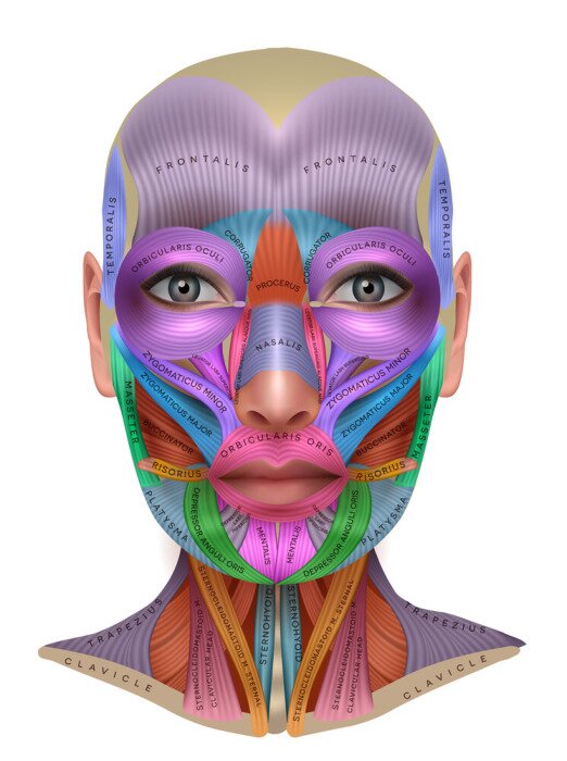 Poster Muscles of the face, colorful anatomy info poster