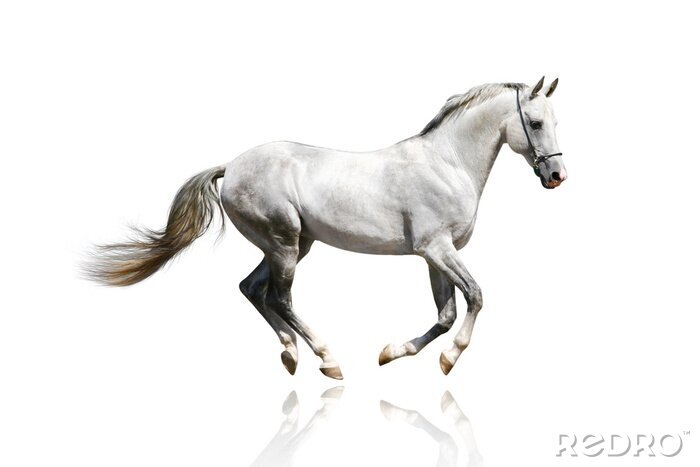 Poster Mustang in beweging