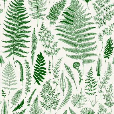 Naadloze patroon. Ferns. Vintage vector botanische illustratie. Groen