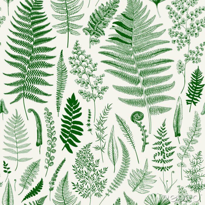 Poster Naadloze patroon. Ferns. Vintage vector botanische illustratie. Groen