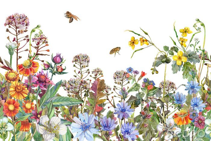 Poster Naadloze rand. Grens met kruiden en wilde bloemen, bladeren. Botanische kleurrijke illustratie op witte achtergrond. De samenstelling van de zomer met bijen. Aquarel tekening.