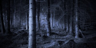 Nacht in een bos