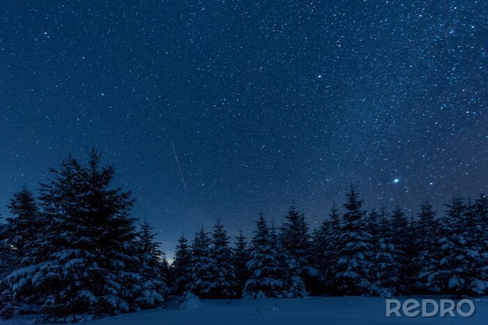 Poster Nachtelijke hemel boven het winterbos