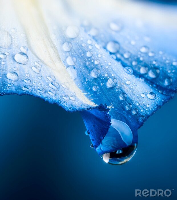 Poster Nat blauw bloemblad