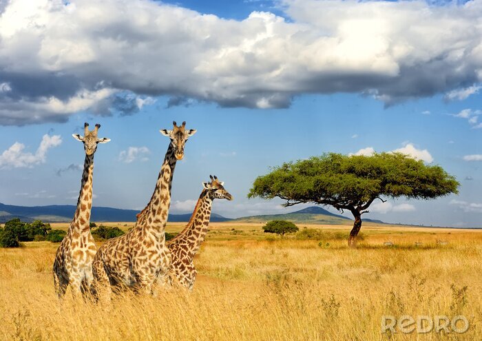 Poster Nationaal park in Kenia