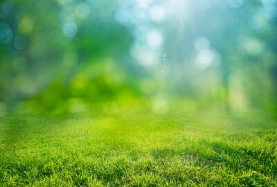 Poster natural grass background with blurred bokeh and sun