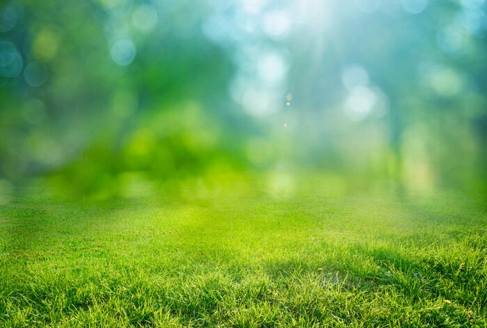Poster Natural grass background with blurred bokeh and sun