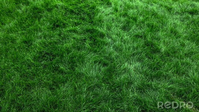 Poster Natural green grass background, fresh lawn top view