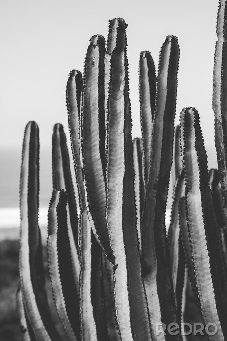 Poster nature poster. cactus. black and white