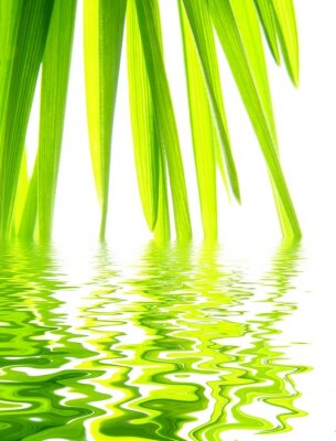 Natuur aan het water