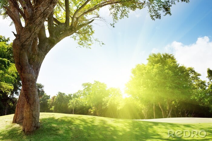 Poster Natuur en gras
