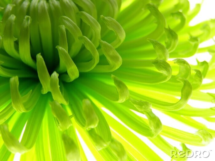 Poster Natuur en groene aster bloemblaadjes