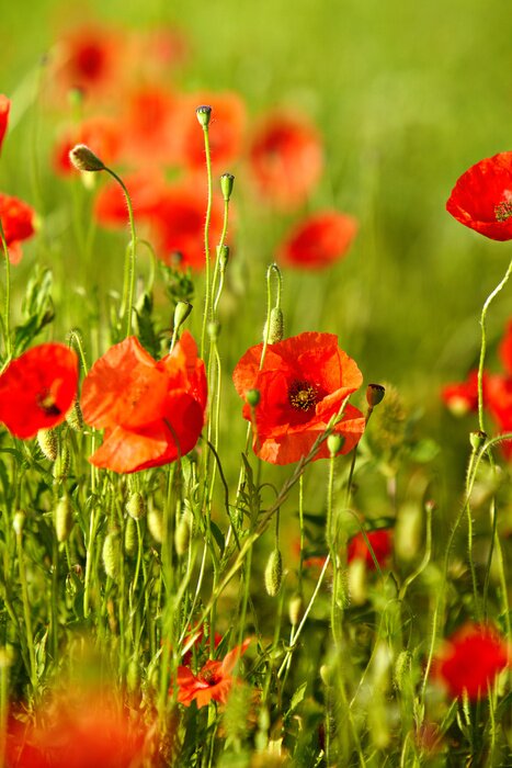 Poster Natuur en landschappen met klaprozen op de achtergrond