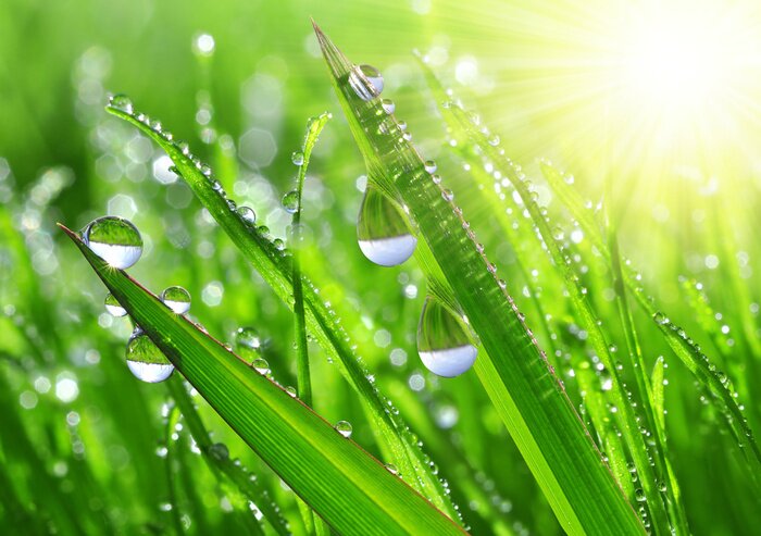 Poster Natuur en landschappen van gras bedekt met dauw