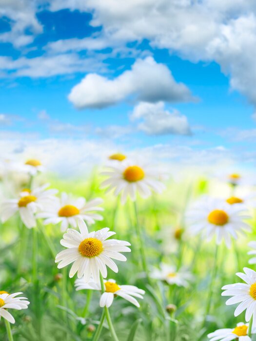 Poster Natuur en madeliefjes op een onscherpe achtergrond