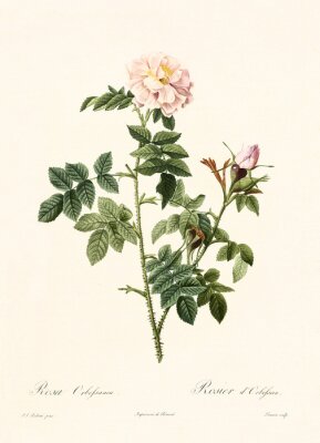 Poster Natuur en plantkunde tak van een bloeiende roos