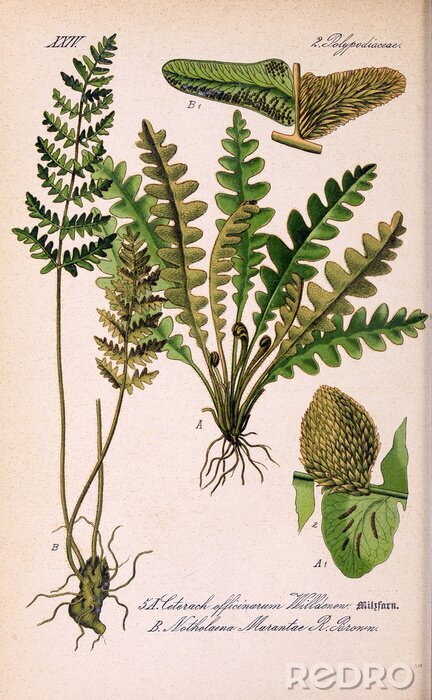 Poster Natuur- en plantkundetekeningen van flora