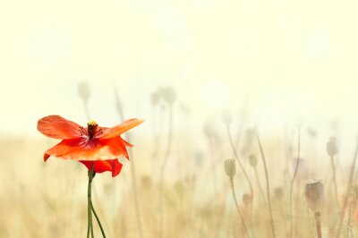 Natuur en rode bloem