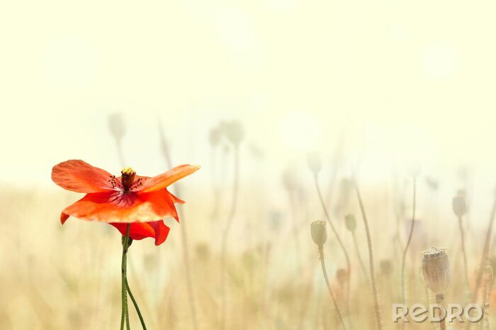 Poster Natuur en rode bloem