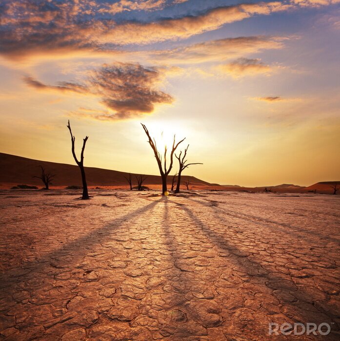 Poster Natuur in de woestijn in Afrika