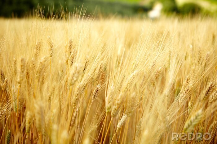 Poster Natuur in het veld