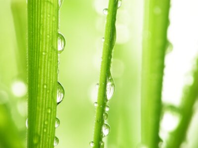 Natuur met waterdruppels