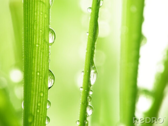 Poster Natuur met waterdruppels