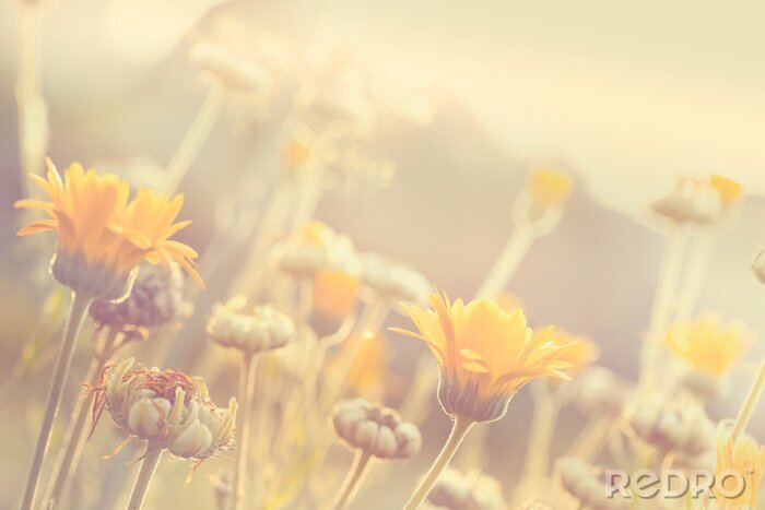 Poster Natuur met wazige achtergrond