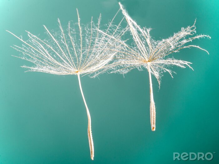 Poster Natuur op een turquoise achtergrond