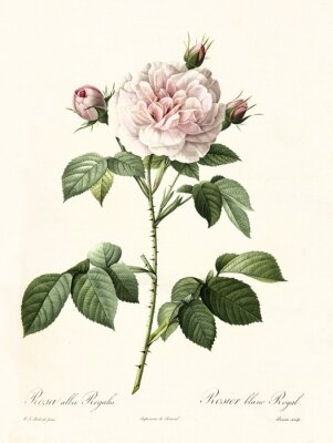 Poster Natuur rozenknop op een takje