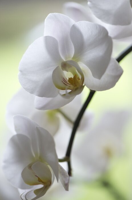 Poster Natuur witte orchidee bloemen