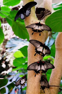 Poster Natuur zwarte vlinders op een stronk