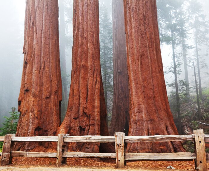 Poster Natuurbos bedekt met mist