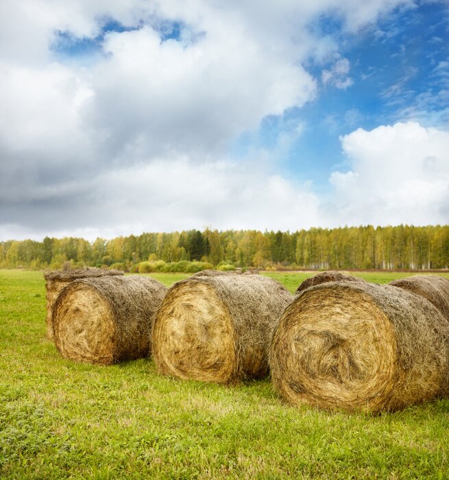 Poster Natuurbos rond een veld met hooibalen