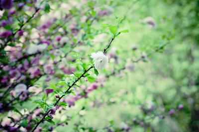 Poster Natuurbos van bloeiende sakura