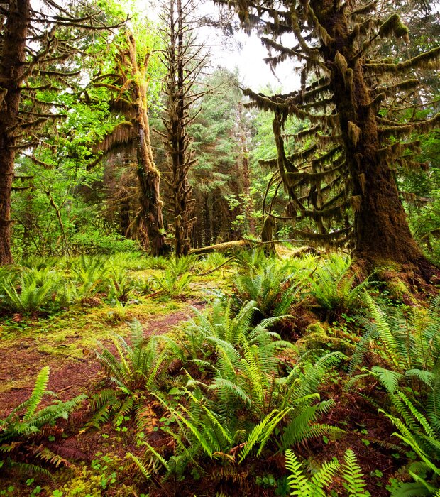 Poster Natuurbos vol varens