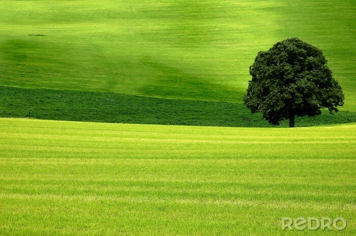 Poster Natuurlijk landschap in het groen