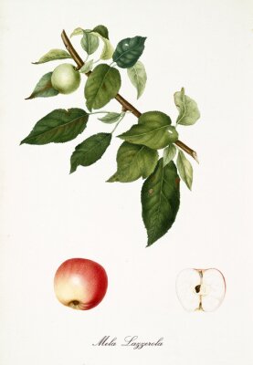 Poster Natuurlijke ontwikkelingsstadia van appels