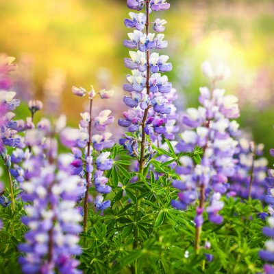 Poster Natuurlijke paarse bloemen uit Alaska