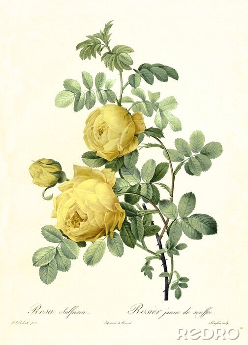 Poster Natuurlijke schets van gele rozen