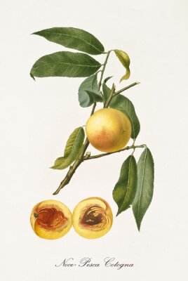 Poster Nectarinetak en doorgesneden vrucht